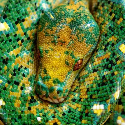 S & B Chondros profile