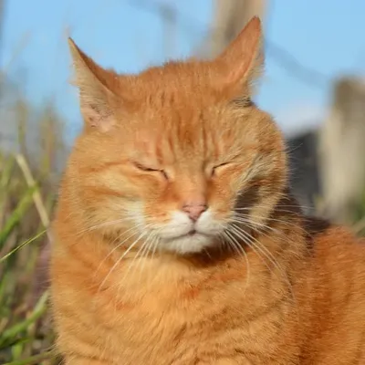 Chonklord Ferdinand profile