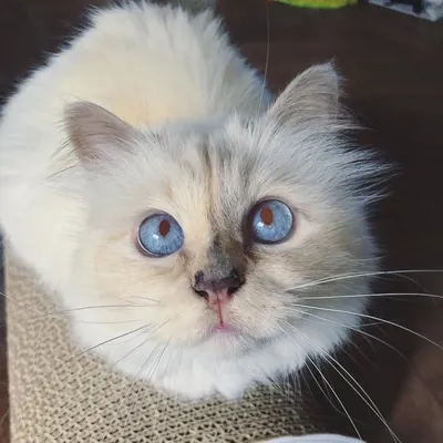 Choupette Lagerfeld profile
