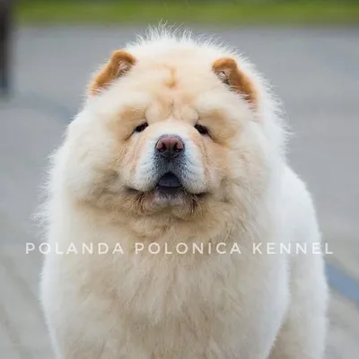 Polanda Polonica | cream Chow Chow puppies breeder profile