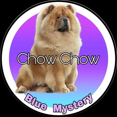 Chow Chow puppies profile