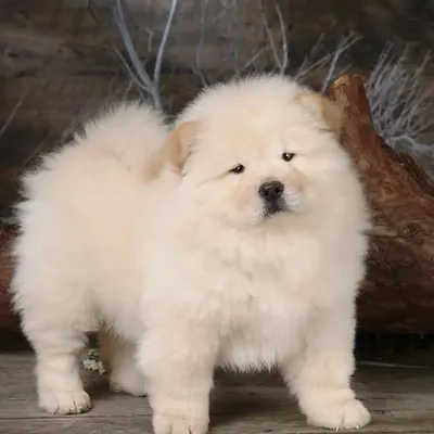 Chow Chow profile