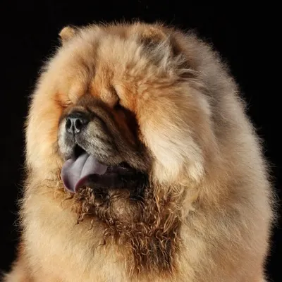 Chow Chow Puppies profile