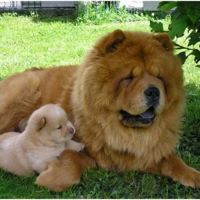 Chow Chow Box profile