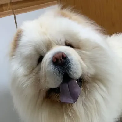 Chow Igor & brother Ilya profile