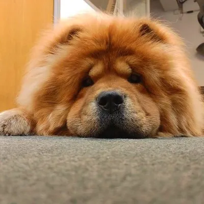 Simba The Chow Chow profile