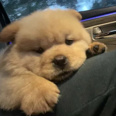Chow chow profile