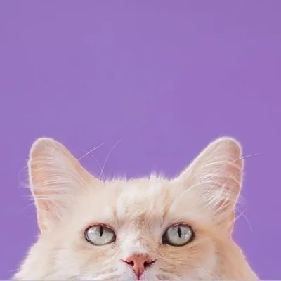 ๐๐Christian Cat ๐๐ profile