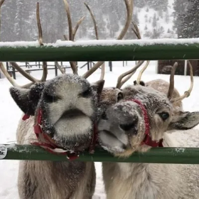 🤍Christmas Obsession Page 💗🎄 profile