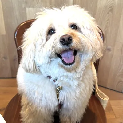 Cigar the Havanese Boy profile