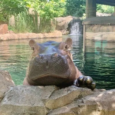 Cincinnati Zoo profile