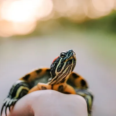 Squishy & Honey the Turtles profile