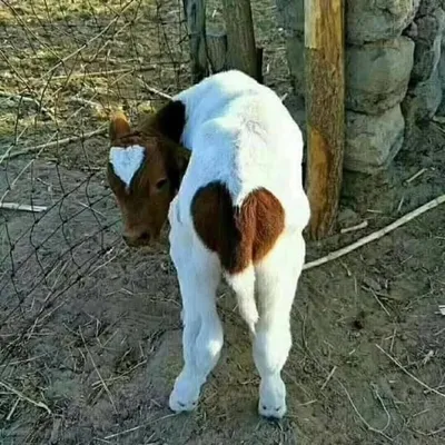 Clarkies On Wheels (COW) ๐๐ profile