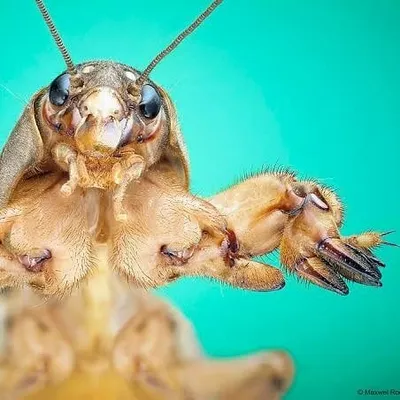 Classe.Insecta profile