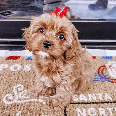 coco chanel ๐ profile