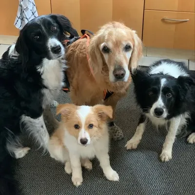 Elay,Jamie, Juna & Winja, mit Quieseli im❤️ profile