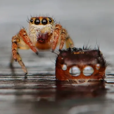 Close to spiders profile