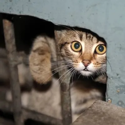 cats profile