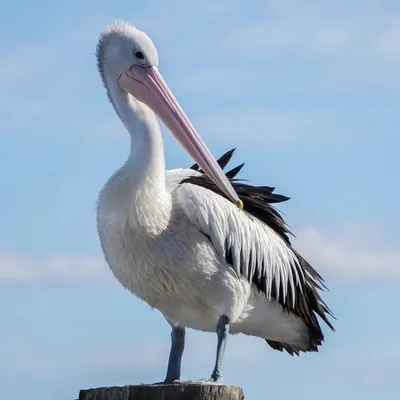 Coastal Delight profile