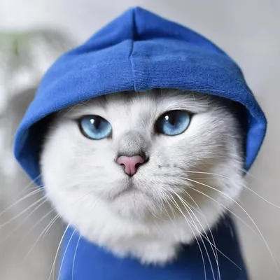 Coby The Cat