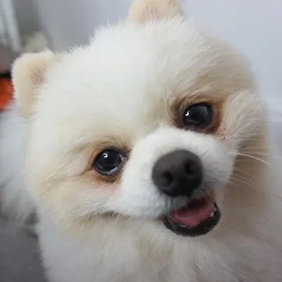Coby profile