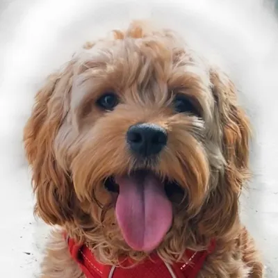churro the cockapoo ๐ถ profile