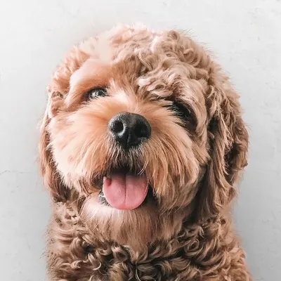 Kona The Mini Cockapoo profile
