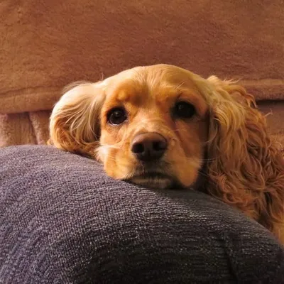 Cocker Spaniel Moments profile