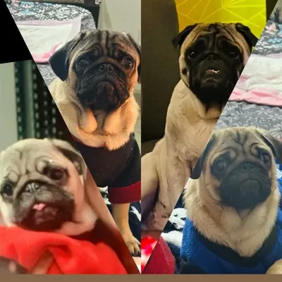 Mini Coco Gang ๐ profile