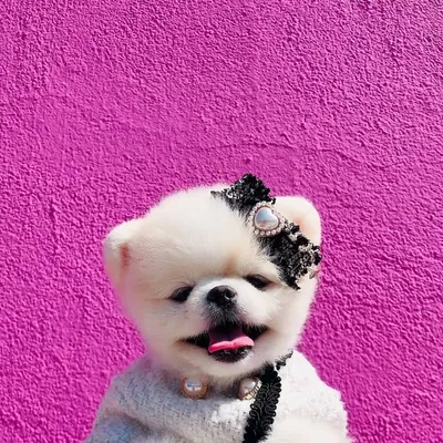포메라니안 비니 🧸 Pomeranian profile