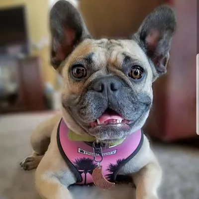 CoCo profile