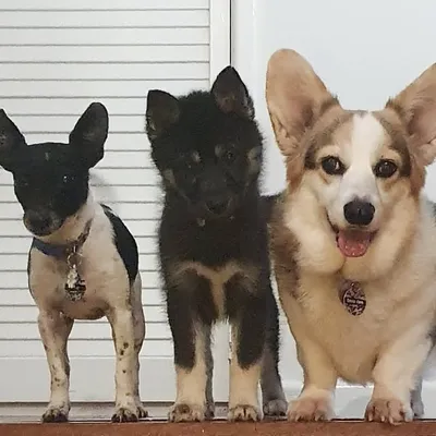 Brisbane Dogs profile