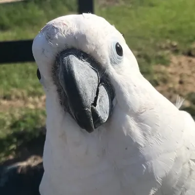 Coco The Cockatoo & Friends profile