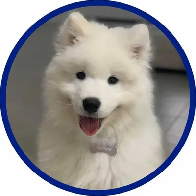 Coconut Samoyed 🥥 profile