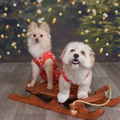 Coco Pebbles & Kenobi profile
