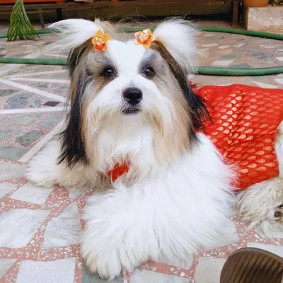 Coco l The Shihtzu profile