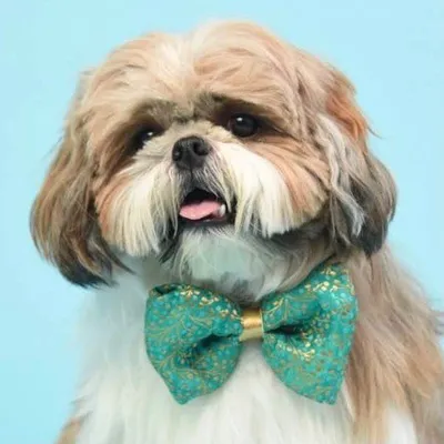 Coco | Shih Tzu profile