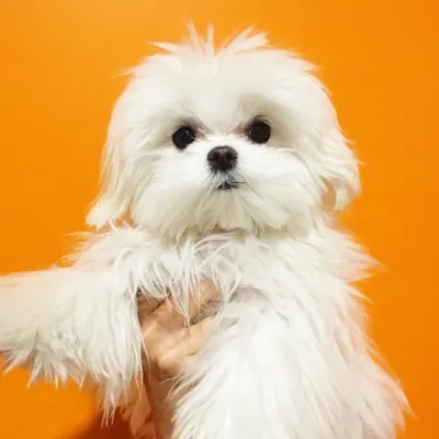 Coco & Cici profile