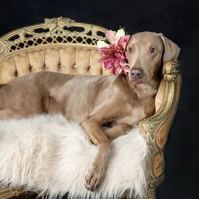Coco THE Weimaraner profile