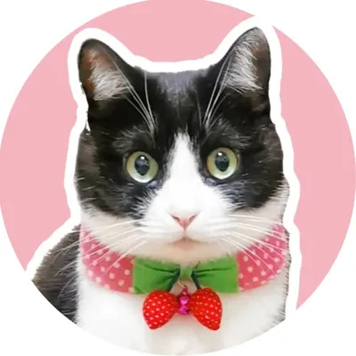 ハチワレ系女子🇯🇵coco🐱🍓 profile