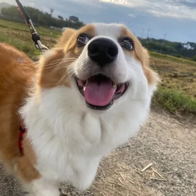 こぎパン profile