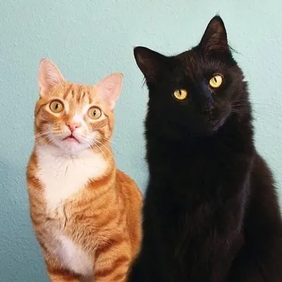 Cole and Marmalade™
