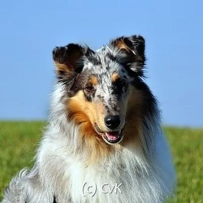 Kathlbergcollies profile