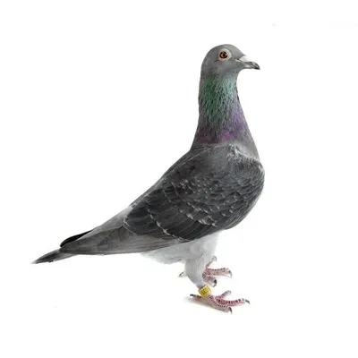 Memes by Pigeon profile