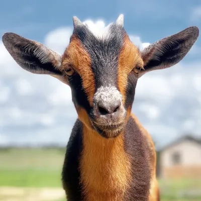 Conkright Farms profile