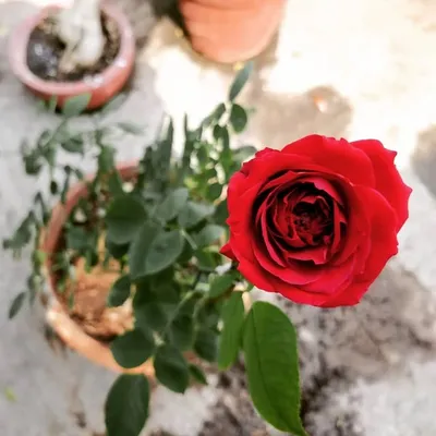 Container Gardening profile