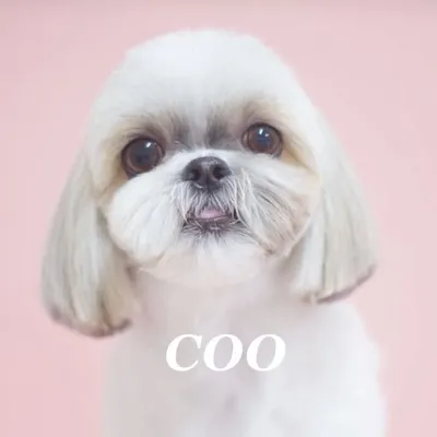 COO🐾 profile
