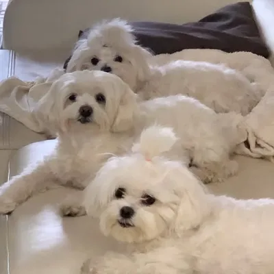 Cookie🎀 Coco💙Gucci ❤️👠 profile