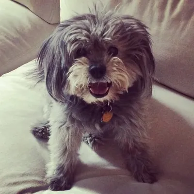 cookiedabooboo profile