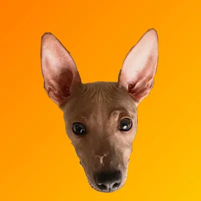 Cookie’s Muzzle profile